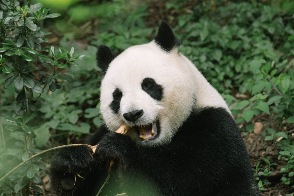 The pandas of Chengdu are a must see attraction, see which airlines fly to china with Jet Seeker